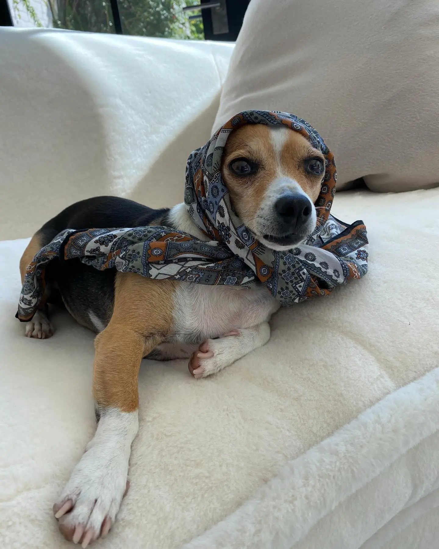 Ellen DeGeneres Bids Farewell To Beloved Pet Augie