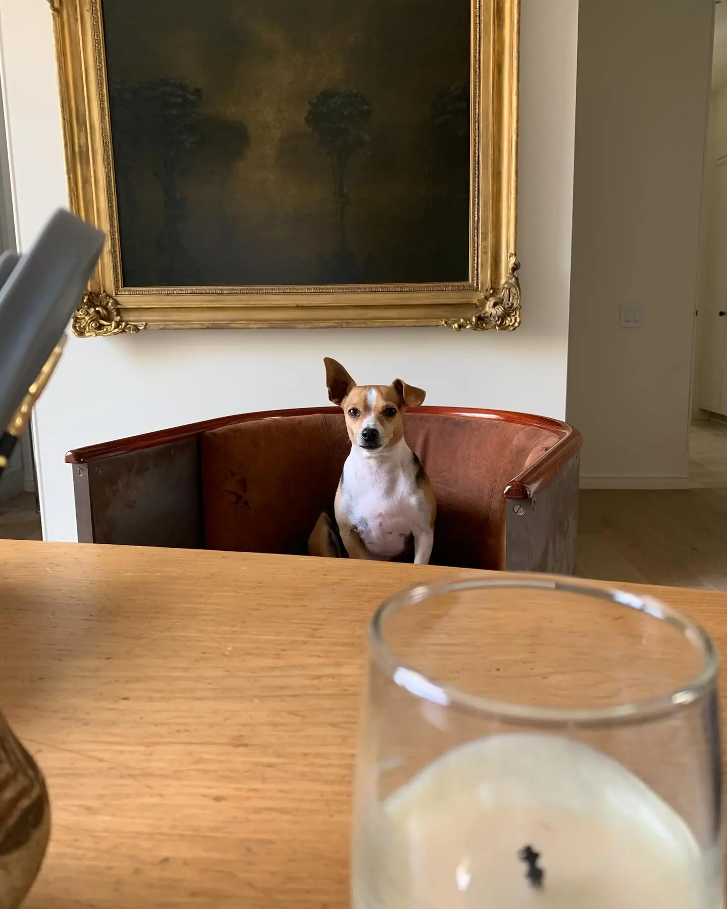 Ellen DeGeneres Bids Farewell To Beloved Pet Augie