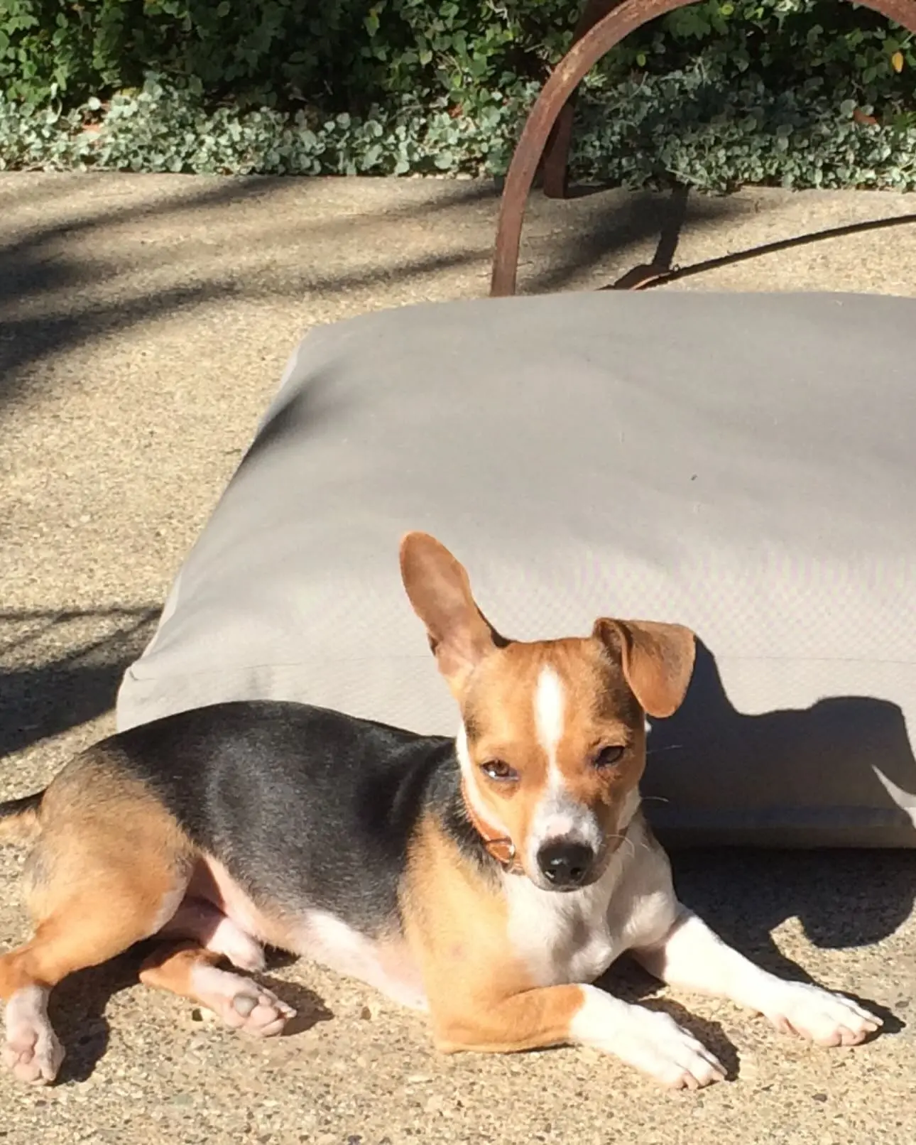 Ellen DeGeneres Bids Farewell To Beloved Pet Augie
