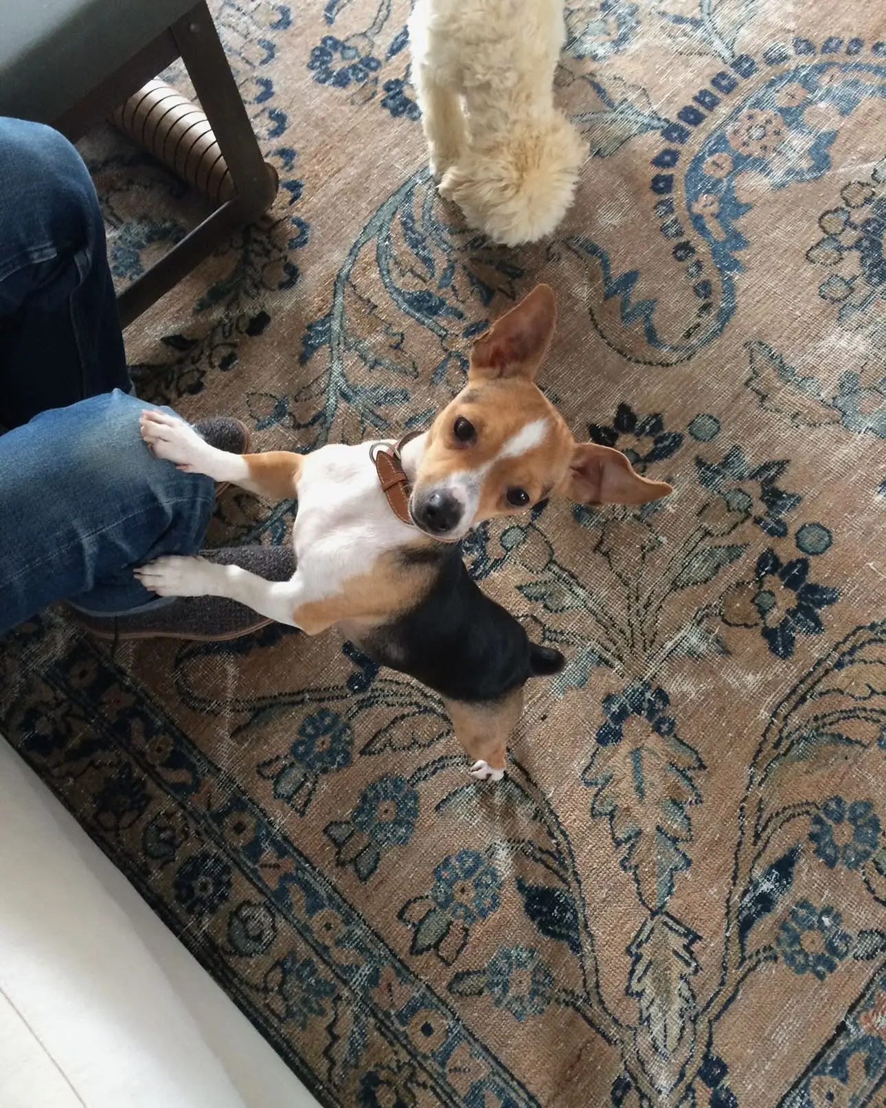 Ellen DeGeneres Bids Farewell To Beloved Pet Augie