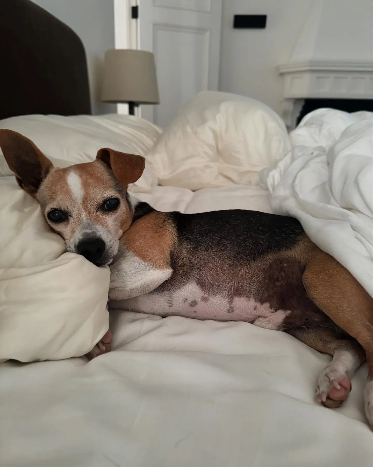 Ellen DeGeneres Bids Farewell To Beloved Pet Augie