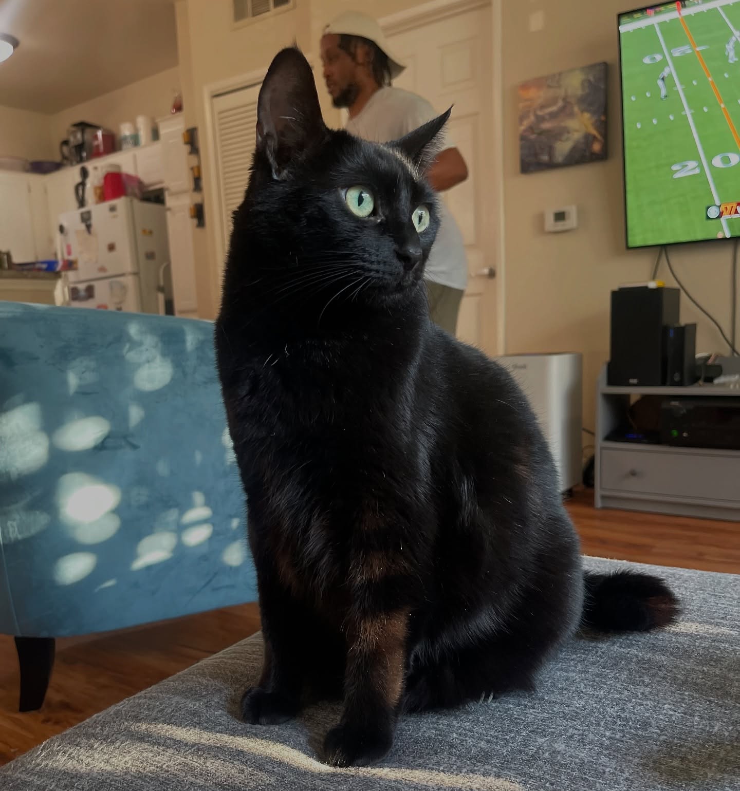 Tribute letter deeply honors Bella's care, love, and spirit amid Ziggy’s untimely loss now.