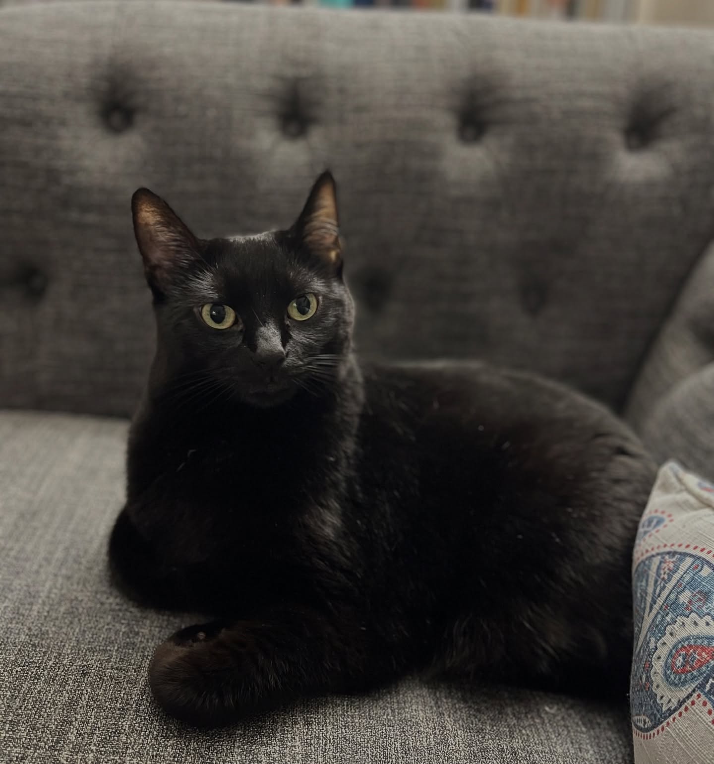 Emotional Tribute: A Heartfelt Farewell To Bella