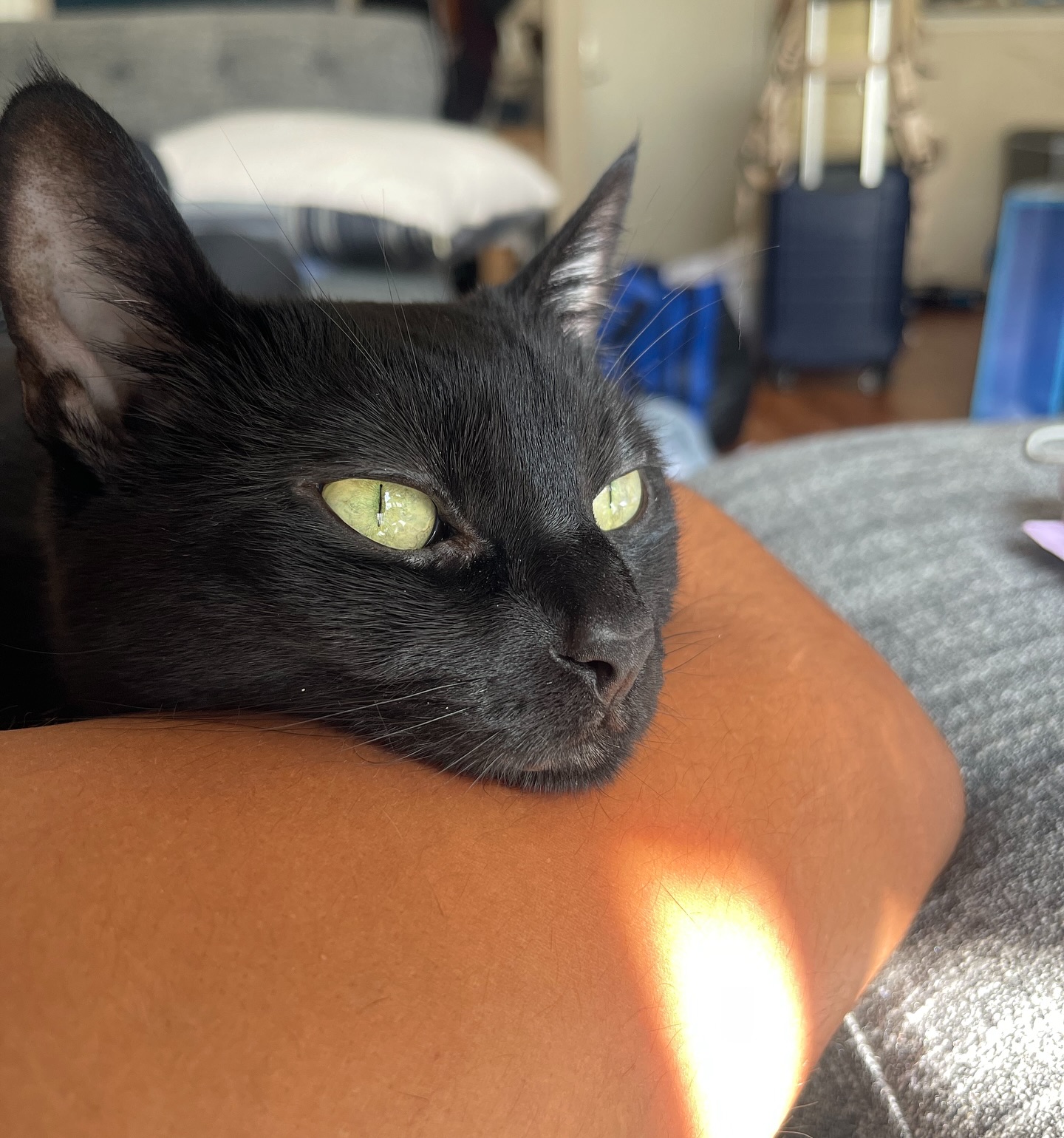 Emotional Tribute: A Heartfelt Farewell To Bella