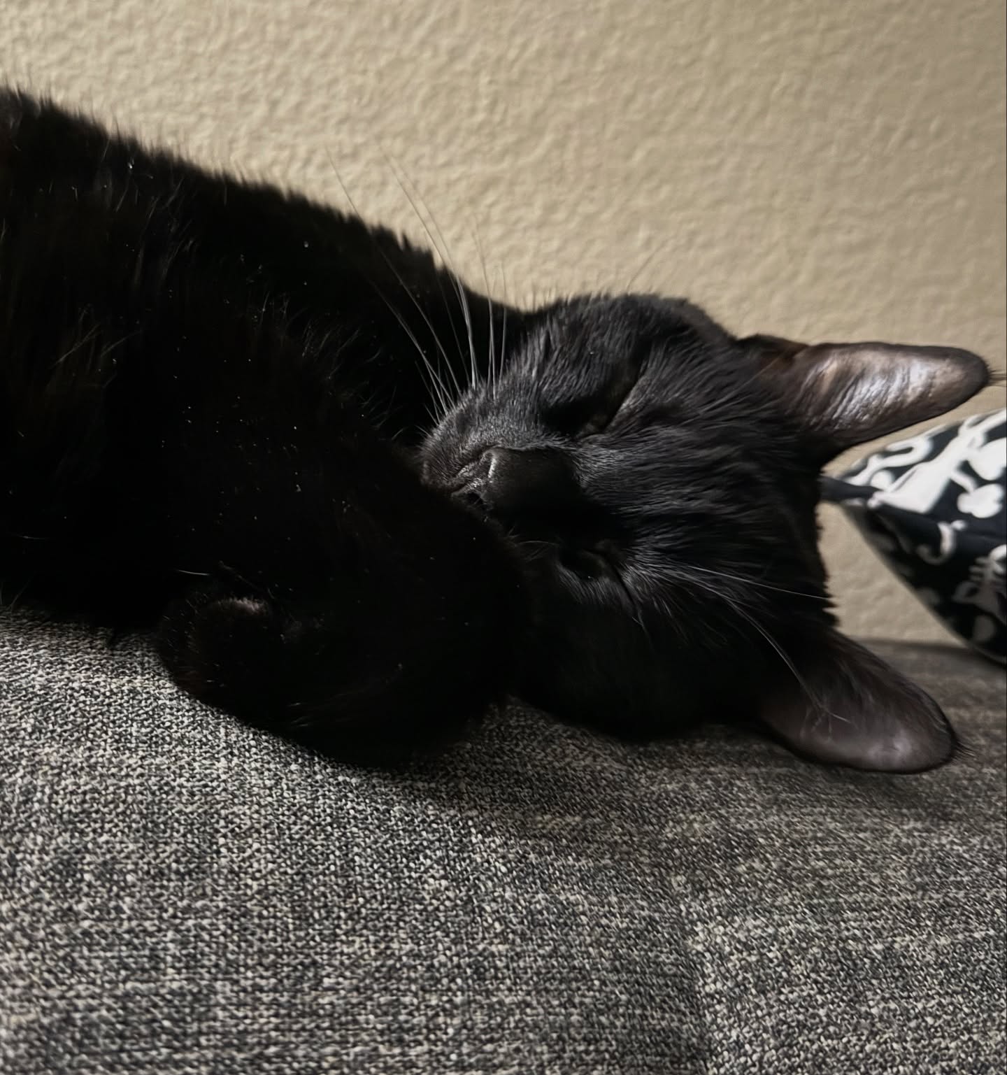 Emotional Tribute: A Heartfelt Farewell To Bella