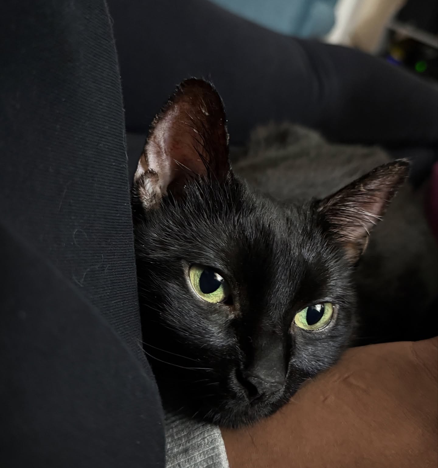 Emotional Tribute: A Heartfelt Farewell To Bella