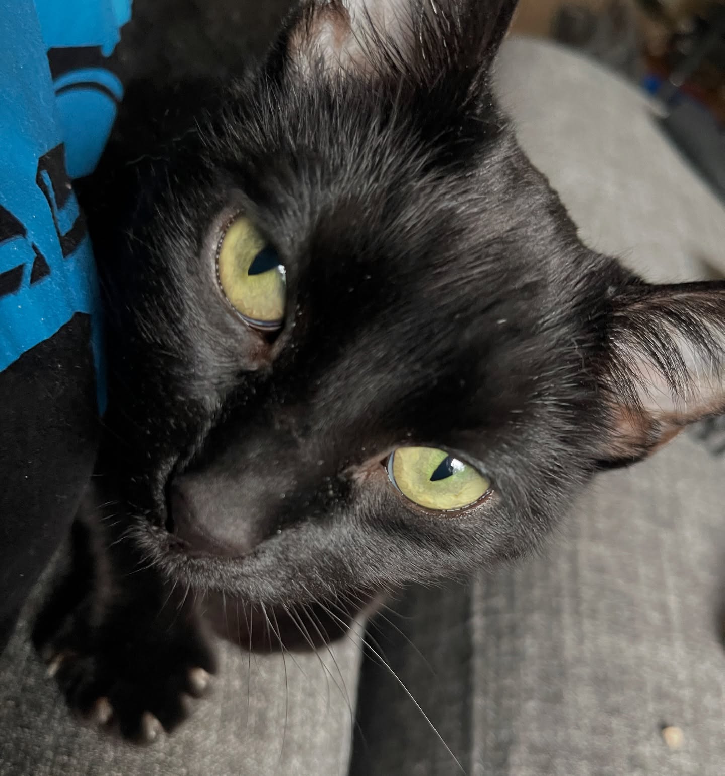 Emotional Tribute: A Heartfelt Farewell To Bella
