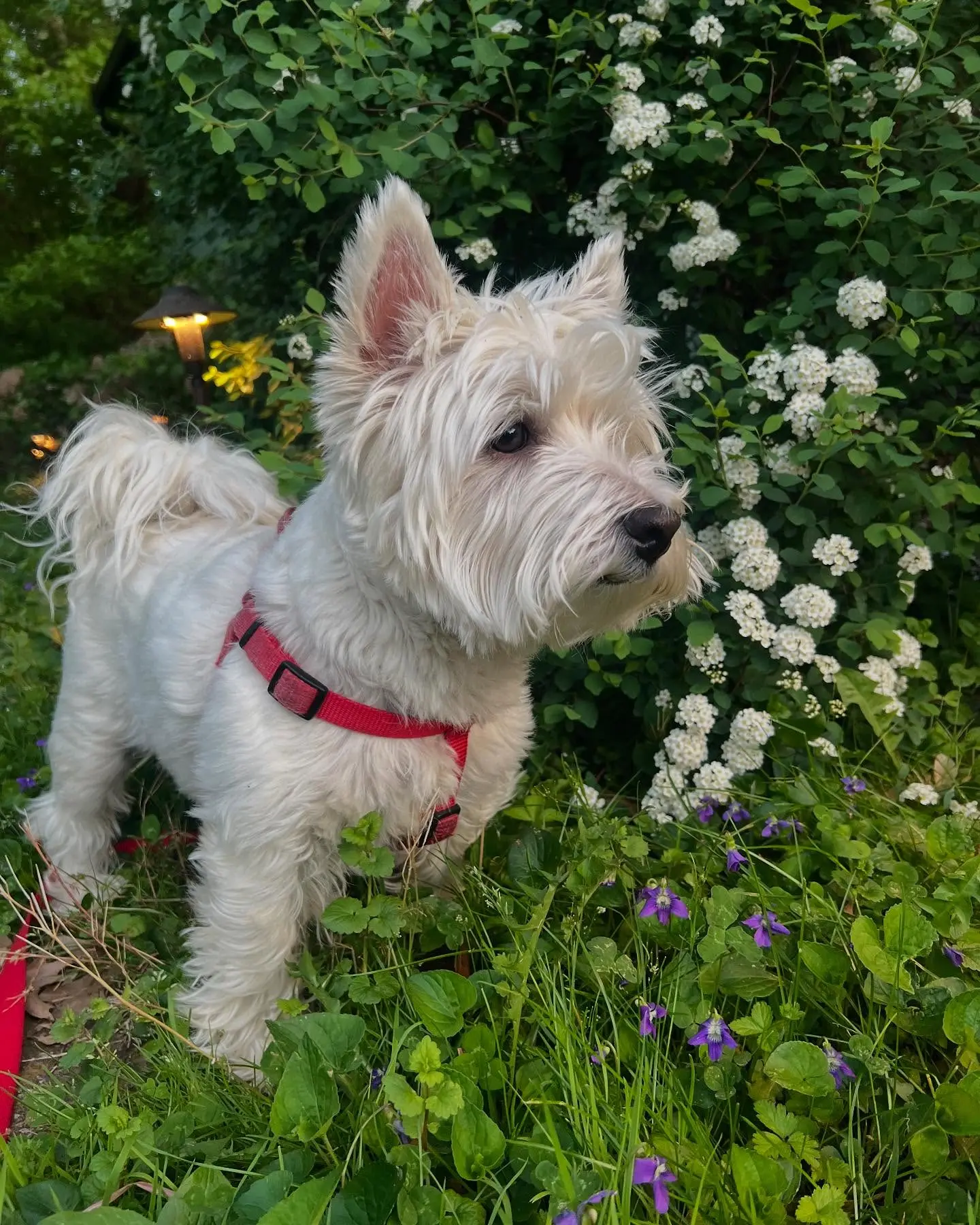 Erin Hill celebrates love with her Westie in a vibrant Valentine’s display of floral charm.