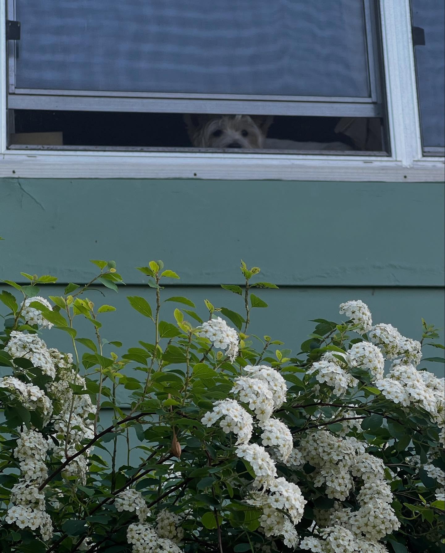 Erin Hill's Floral Westie Tribute