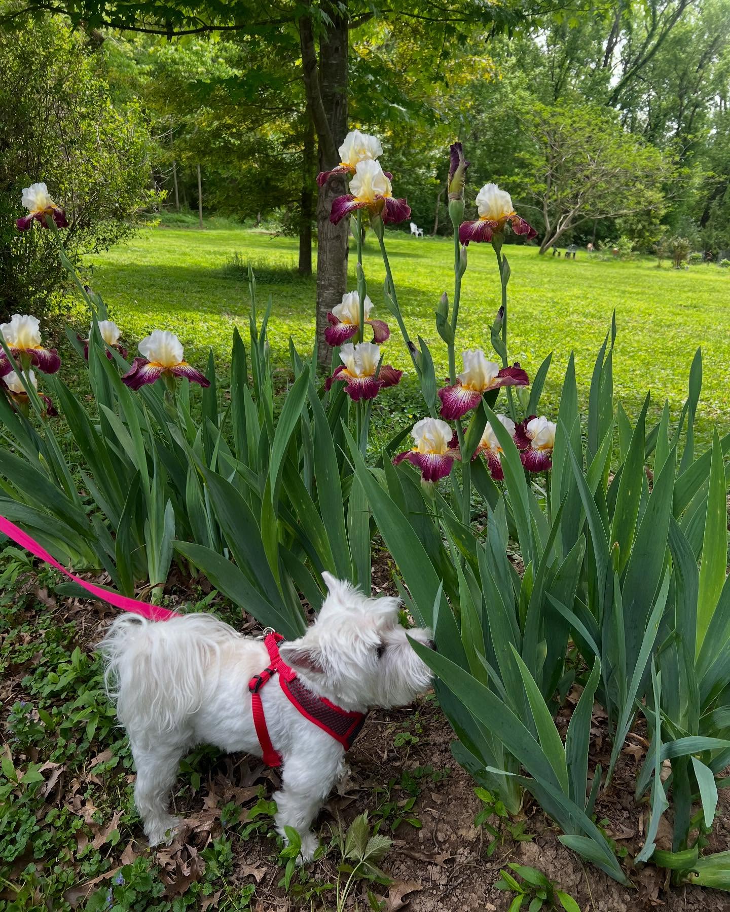 Erin Hill's Floral Westie Tribute