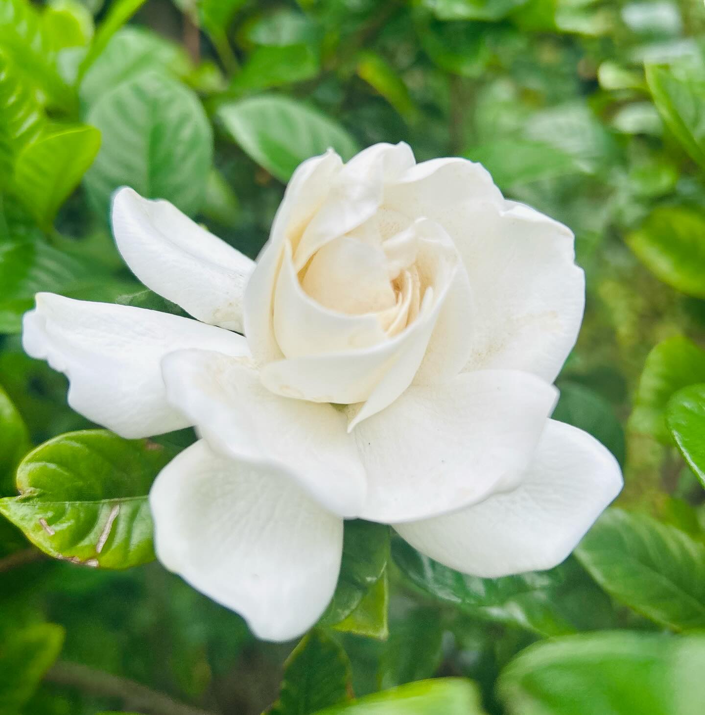 Bryan Batt cherishes gardenia blooms that evoke family memories and southern scents today!