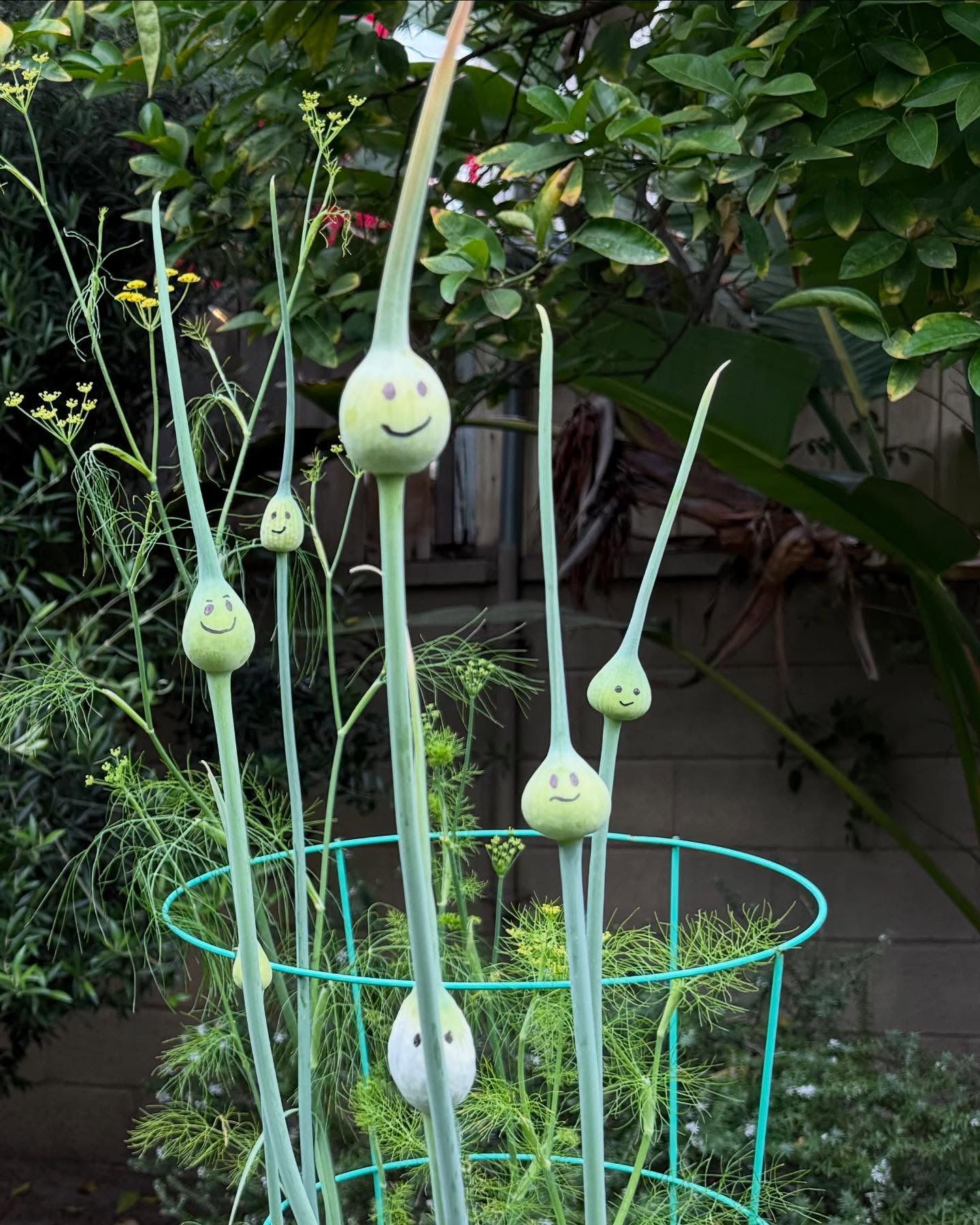 Gary Anthony Williams’ Onions Inspire Organic Backyard Gardening Celebrity actor shares his seasonal onion tip, blending humor and organic farming wisdom!!