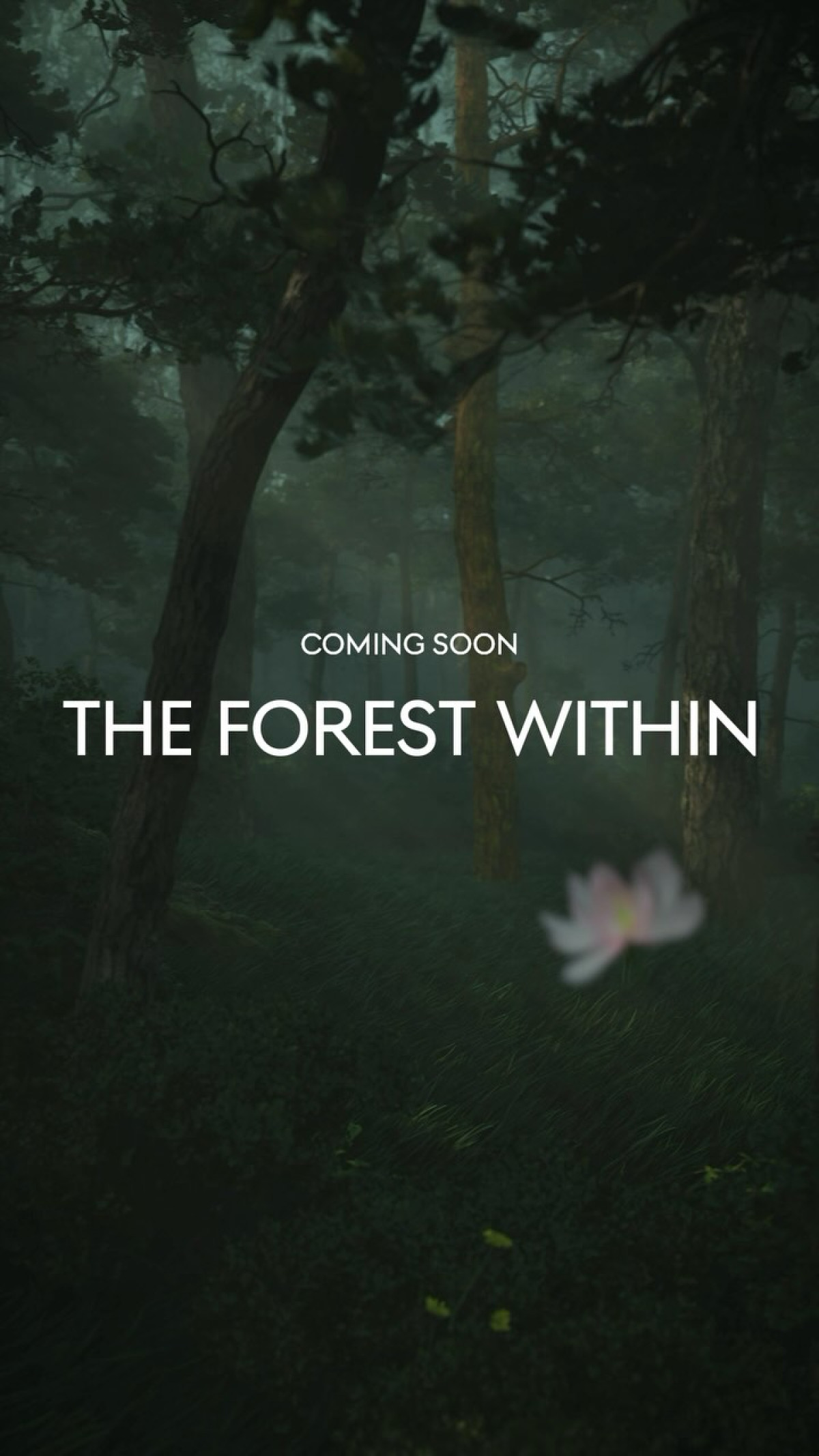 Forest immersion at Genesis House delivers a serene escape with wellness, nature, and calm