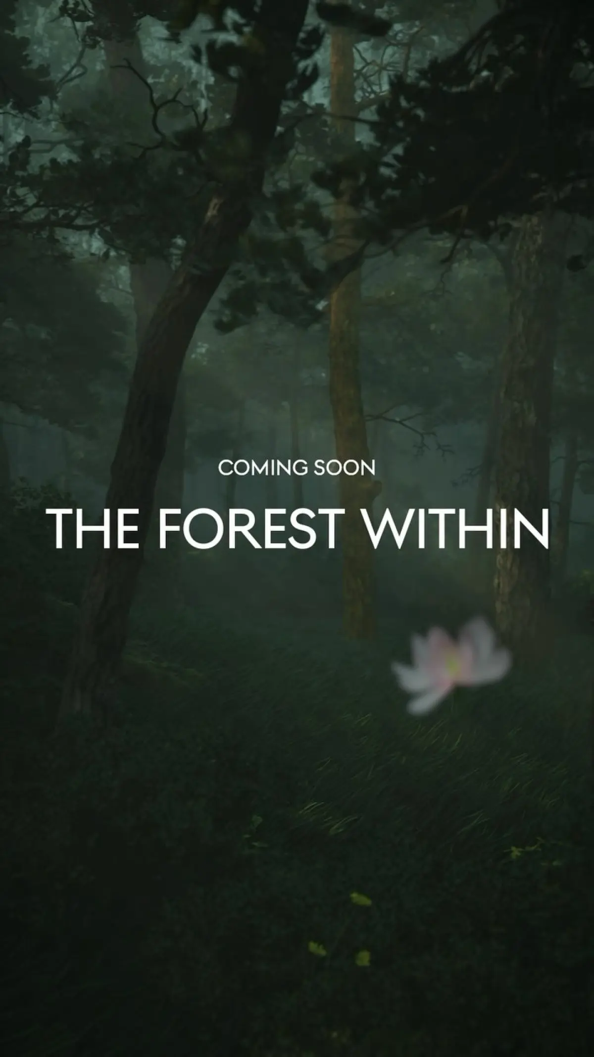 Forest immersion at Genesis House delivers a serene escape with wellness, nature, and calm