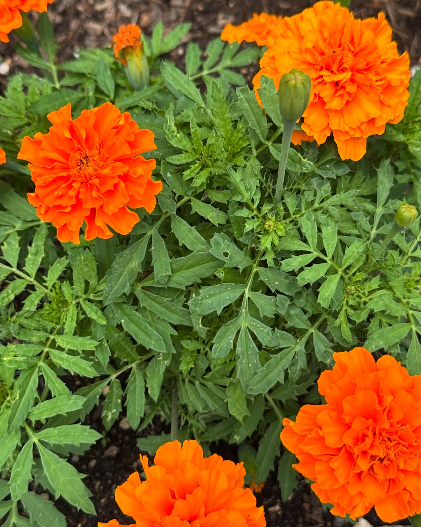 Genevieve Padalecki's Garden Escape