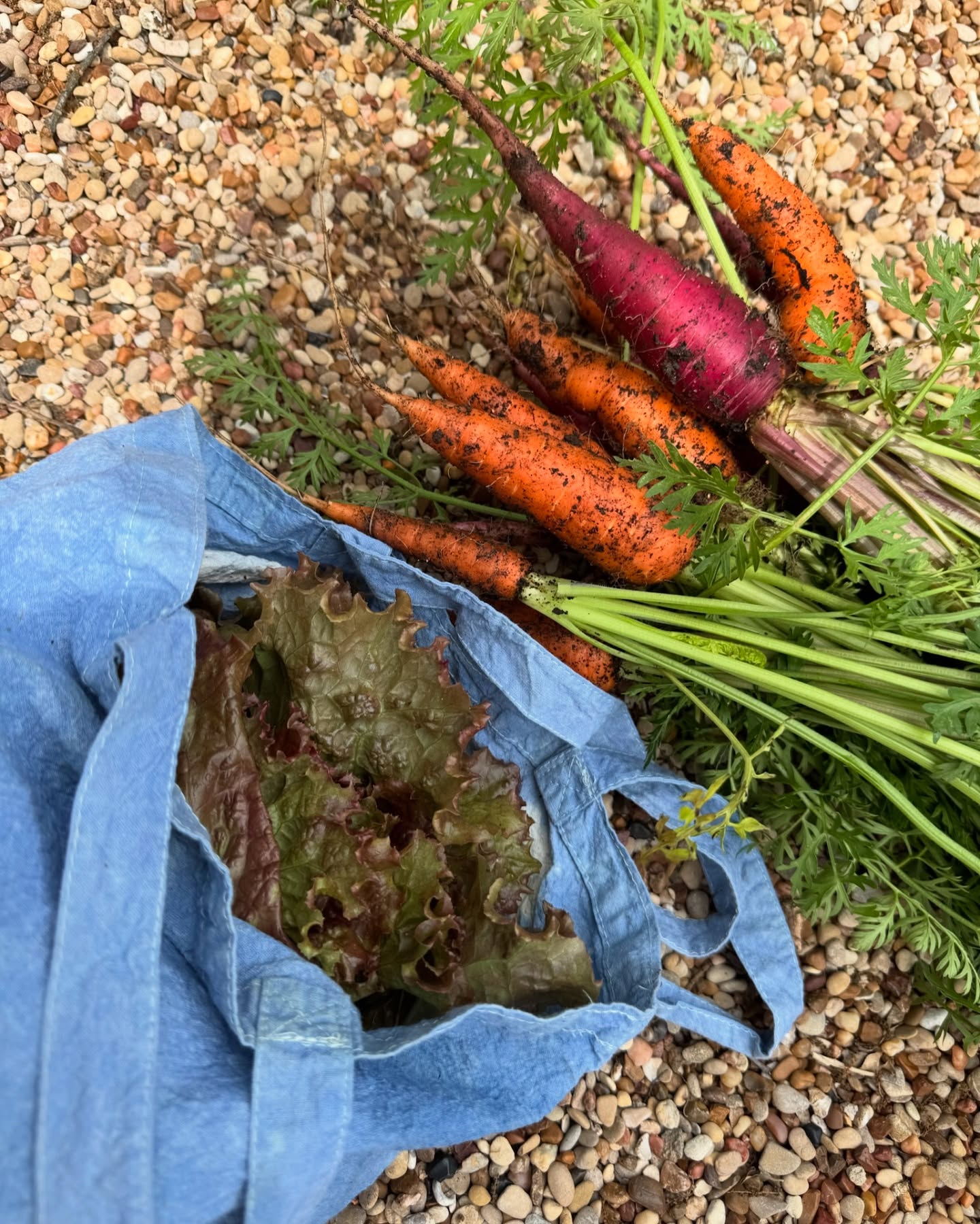 Genevieve Padalecki's Garden Escape