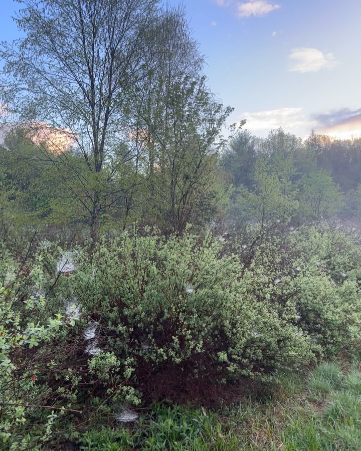 Greta Morgan Embraces Lush Spring Sunrises