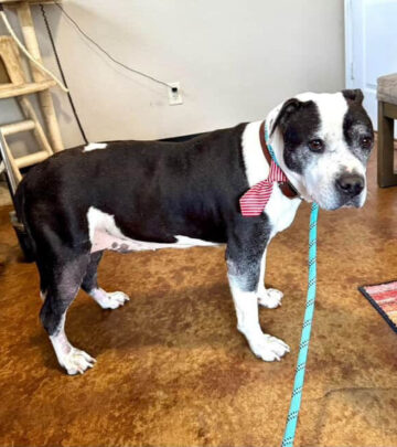 Gus Shines at Stand Up For Pits Adoption Event