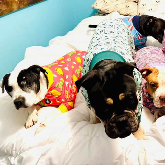 Gus Shines at Stand Up For Pits Adoption Event