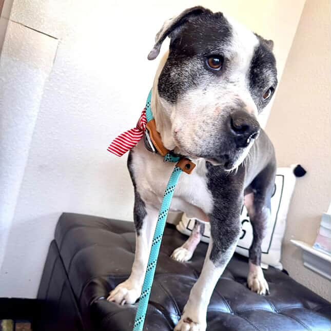 Gus Shines at Stand Up For Pits Adoption Event