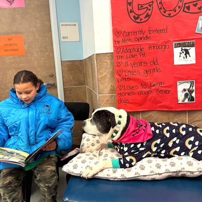 Gus Shines at Stand Up For Pits Adoption Event