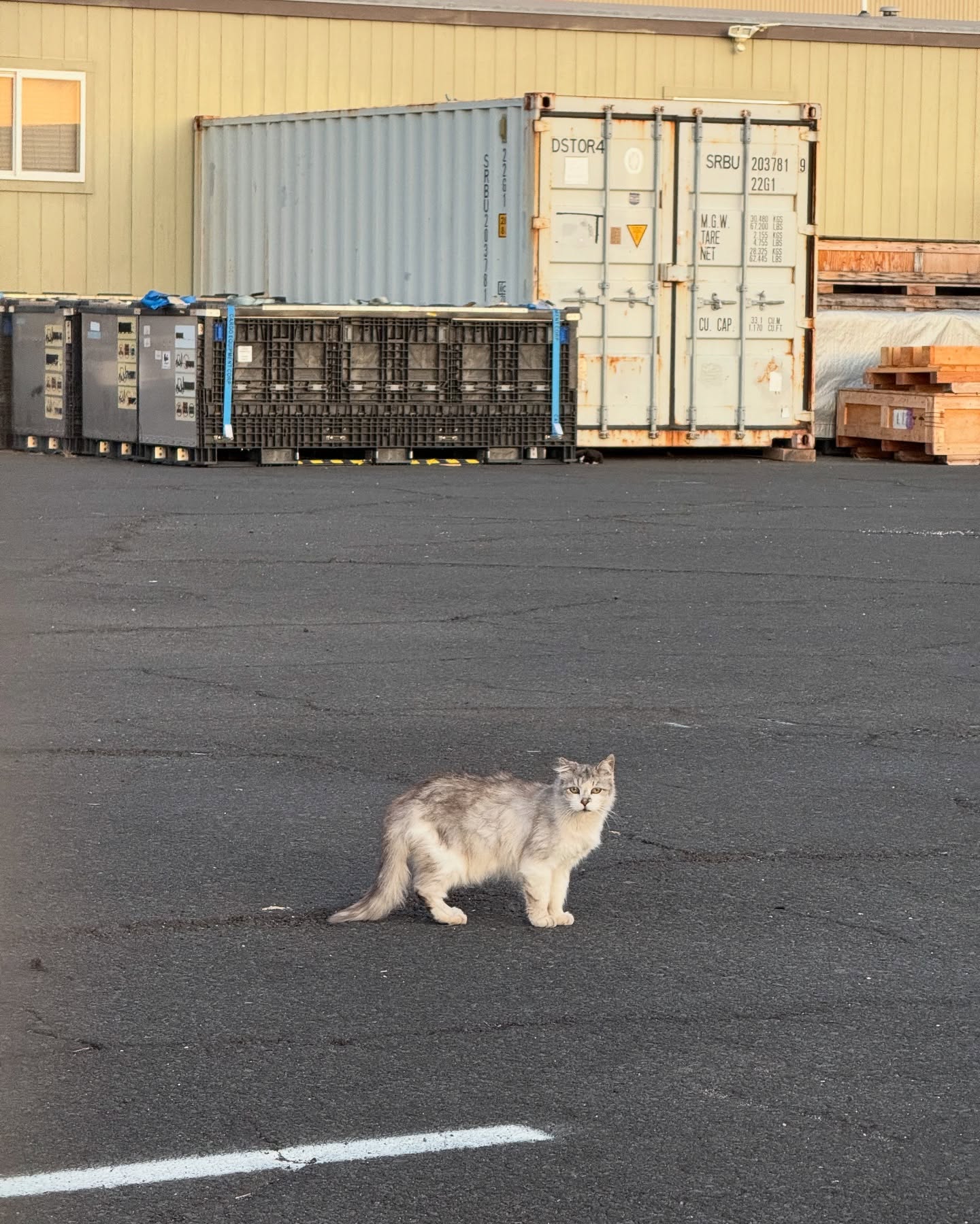 Hawaii Love: Joey Bragg Celebrates Wild Feline Invasion