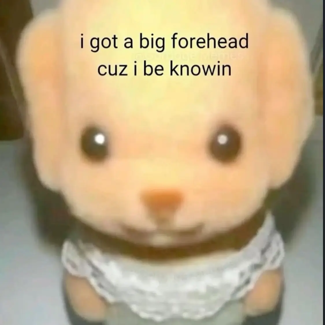 Hayley DeRoche Shares a Bountiful Meme Harvest