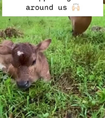 Heartwarming Animal Scene With New Calf Debut
