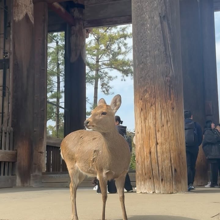 Holly Robinson Peete’s Delightful Nara, Japan Memories
