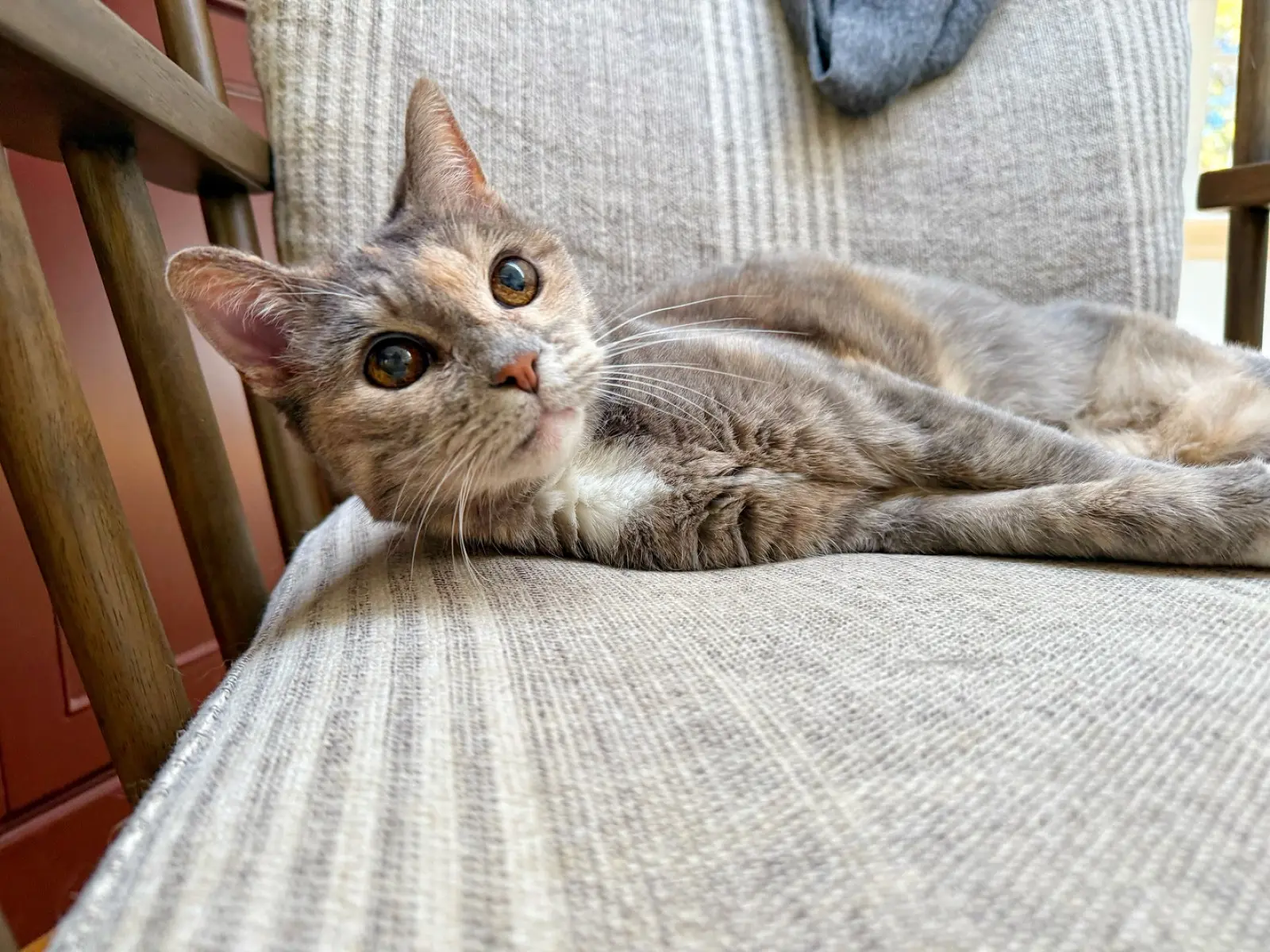 A touching account of fate and love found through unexpected feline companionship.