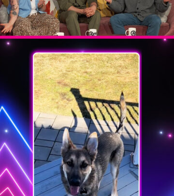 Jason Ritter Spots A Clever Canine On Social Media