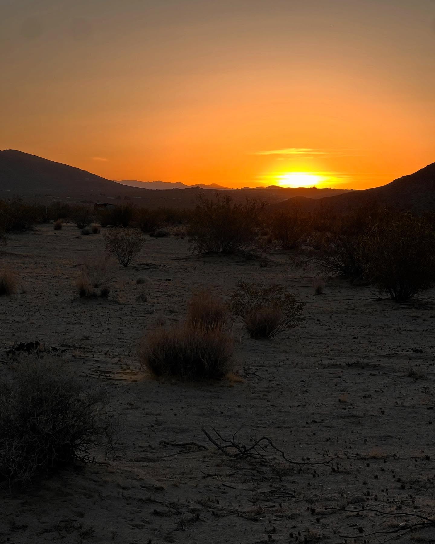 Jerri Manthey's Desert Quest In Joshua Tree