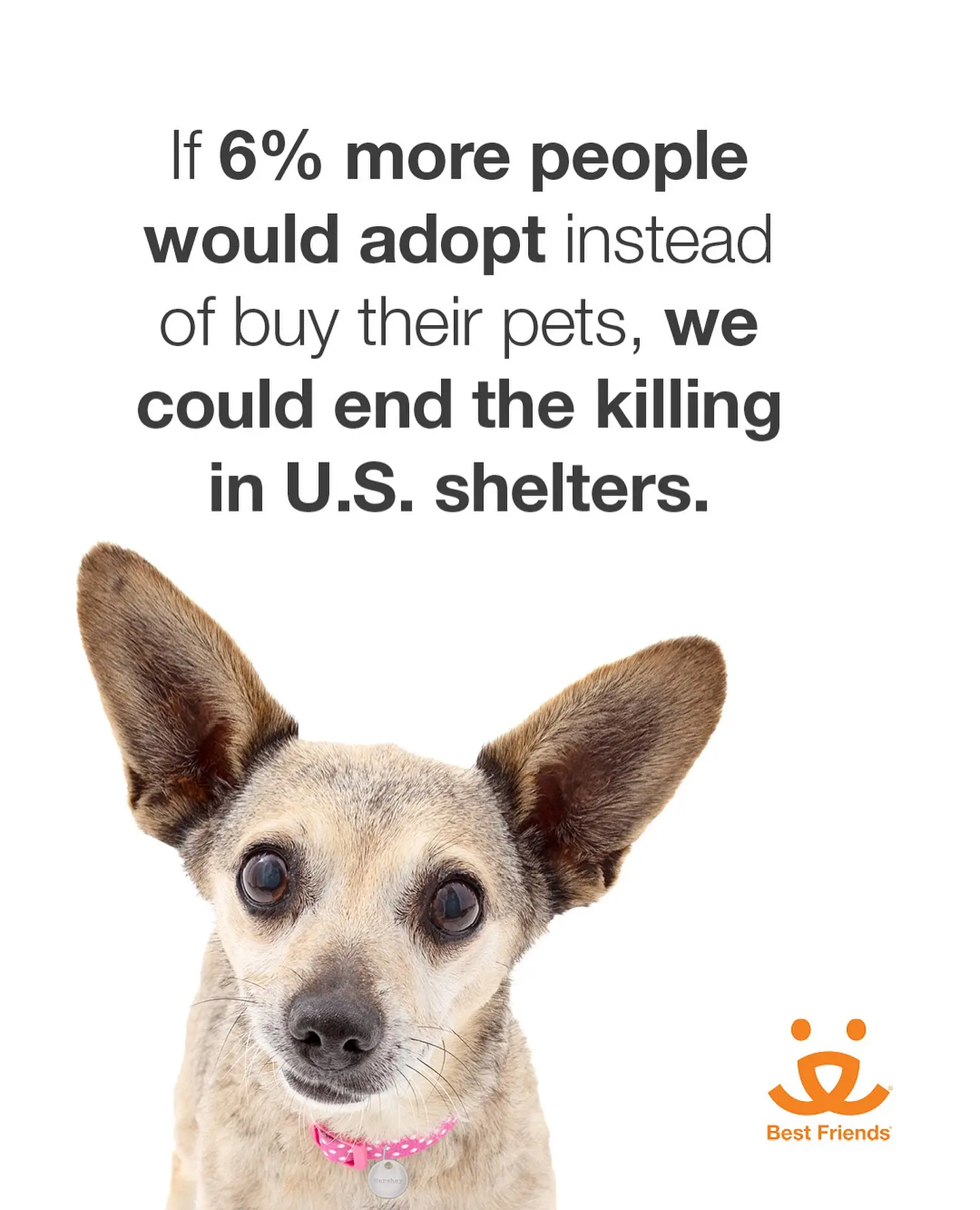 Josh Gad Honors Beloved Pet Didi On Shelter Pet Day
