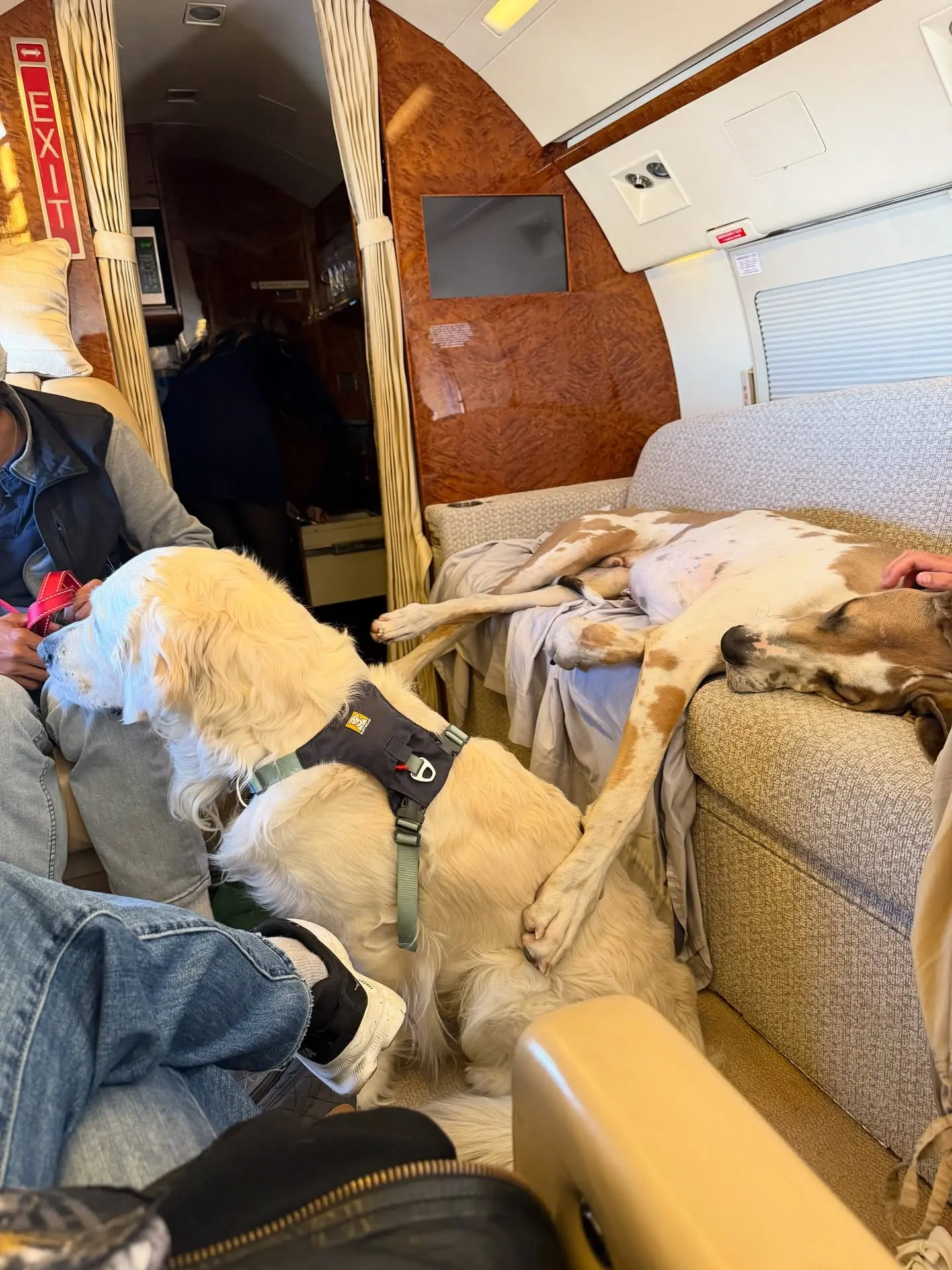 Kate Miller Praises Pet-Friendly K9Jets Private Flight