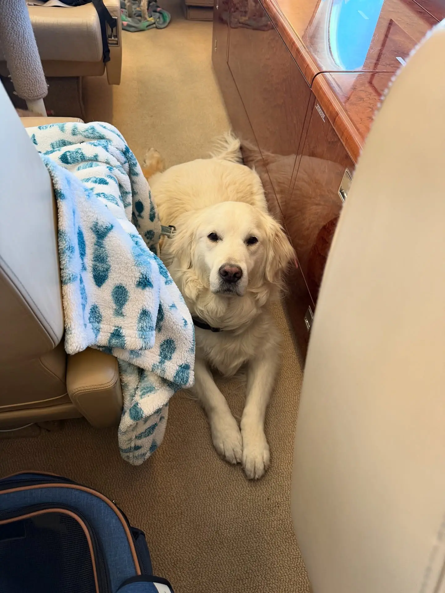 Kate Miller Praises Pet-Friendly K9Jets Private Flight