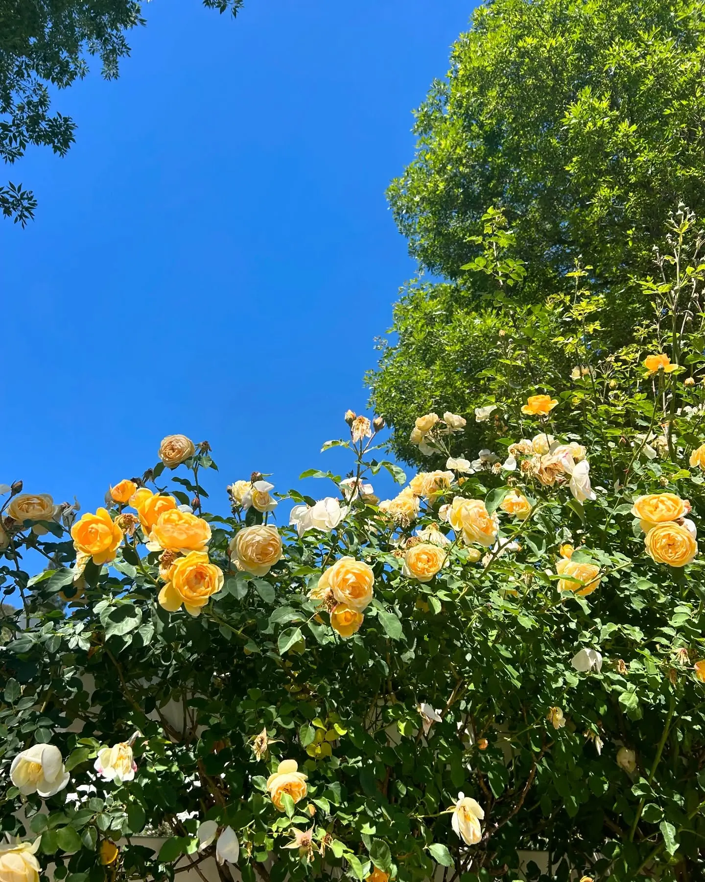 Kirk Cameron Embraces Summer Vibes in New Instagram Carousel