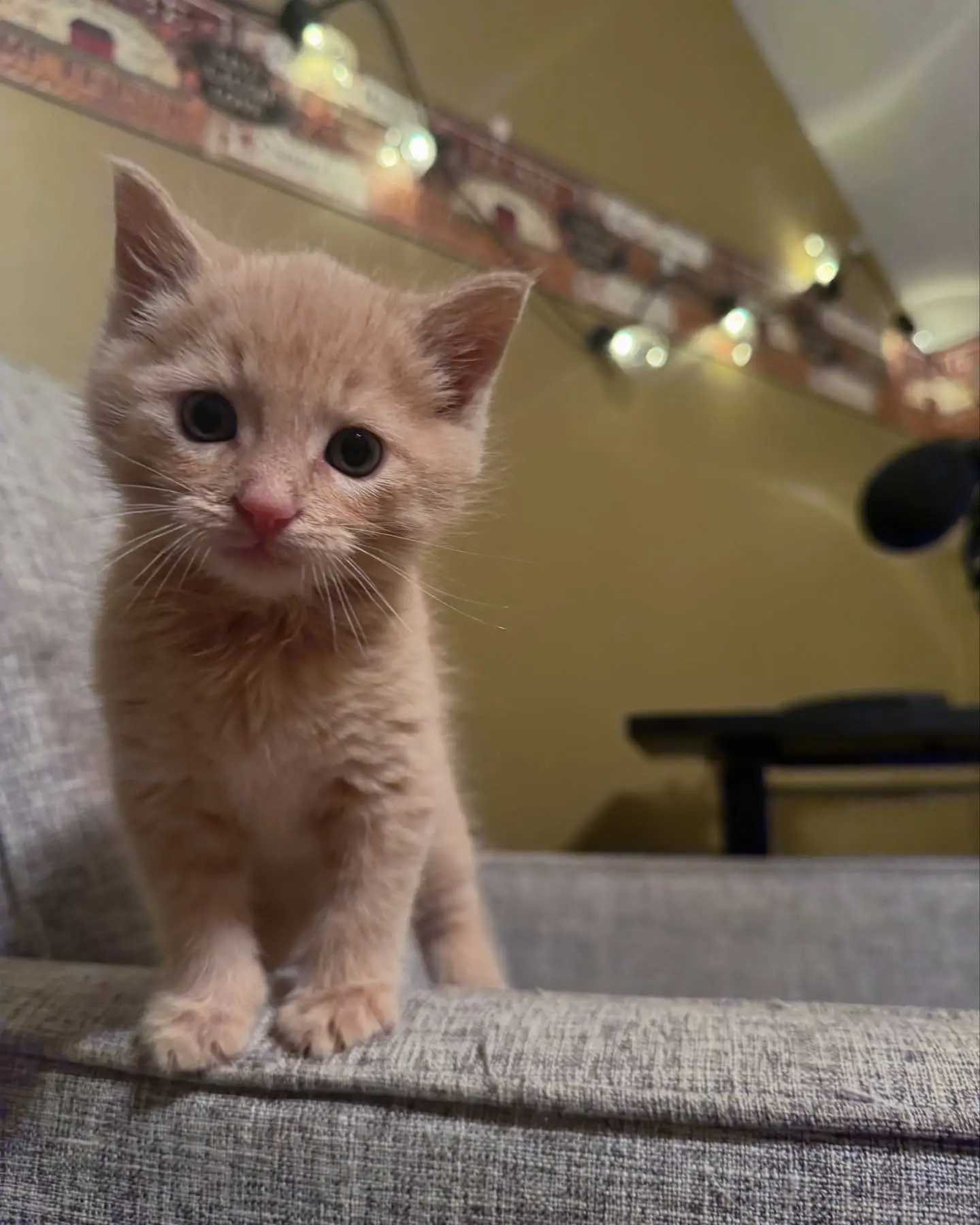 Kitten Photo Shoot: Expectations Vs Reality Lacie Marie Evans shows the funny gap between ideal kitten shots and messy animal antics!!