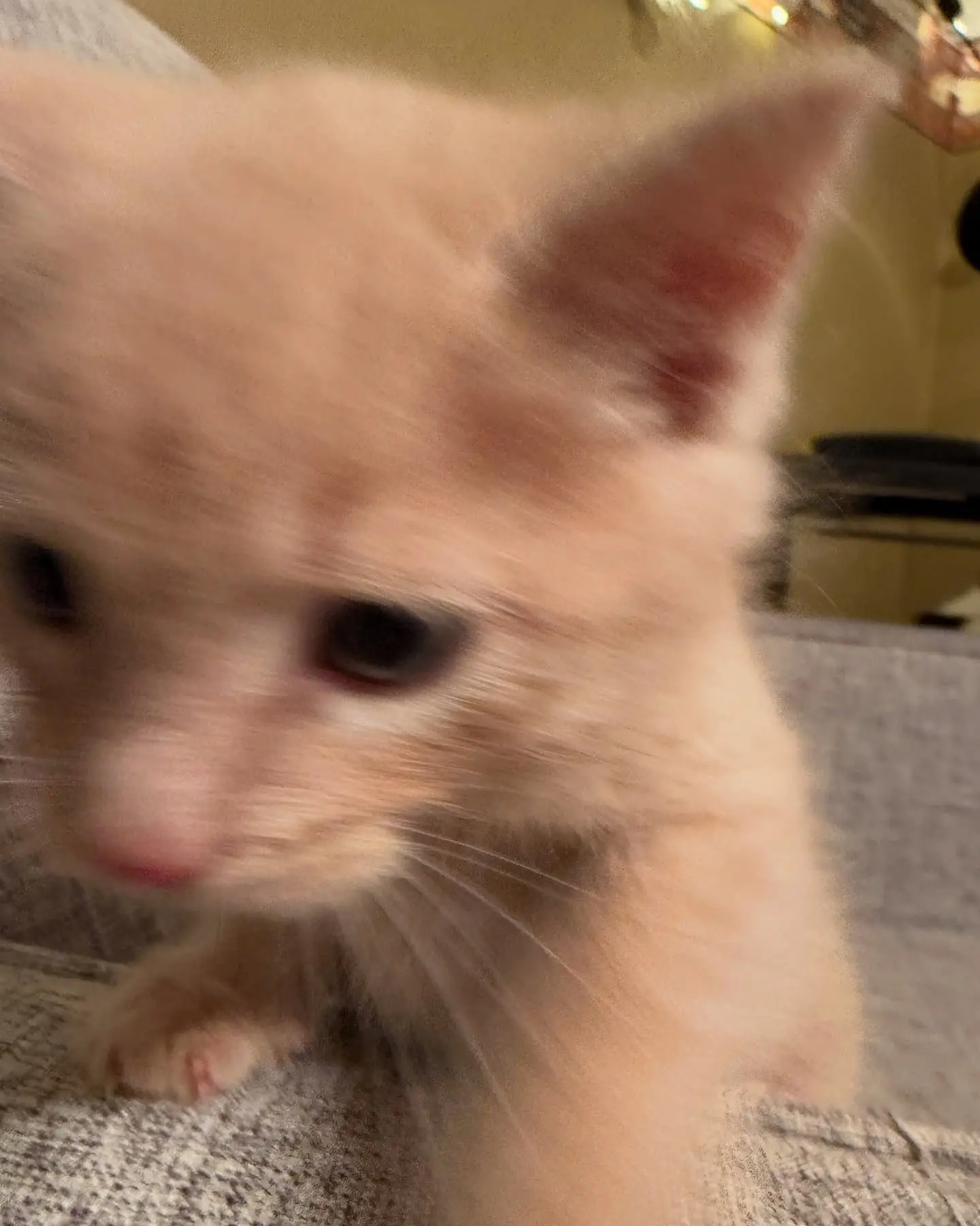 Kitten Photo Shoot: Expectations Vs Reality