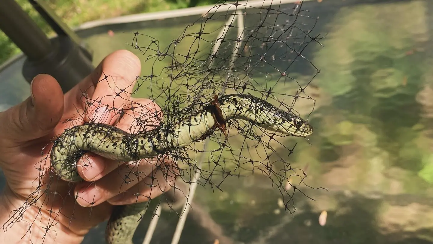 Kyle Gallner’s Eventful Day: Snake Rescue and Pond Surprise