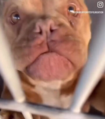 Alarm rises as LA reports 24 animal cruelty cases; top celebs urgently demand swift action.