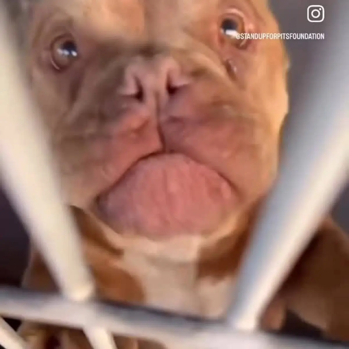 LA Animal Cruelty Crisis Sparks Outrage Alarm rises as LA reports 24 animal cruelty cases; top celebs urgently demand swift action.