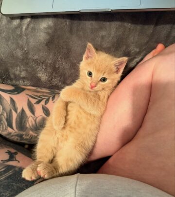 Instagram personality unveiled a quirky snapshot of her furry friend in a head-scratching contort