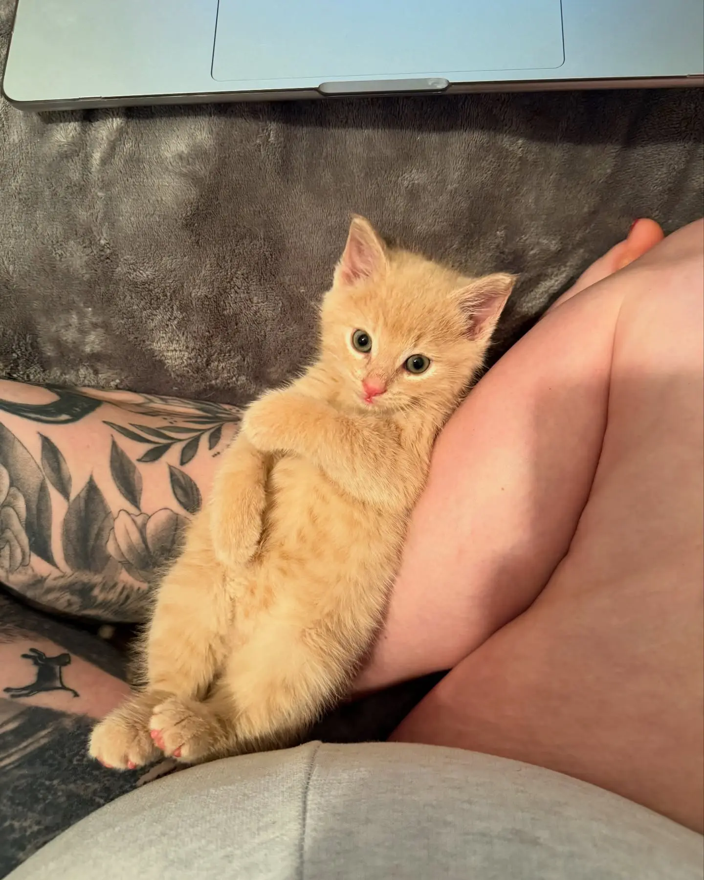 Lacie Evans’ Cat Puts Fans In Stitches With Odd Pose Instagram personality unveiled a quirky snapshot of her furry friend in a head-scratching contort