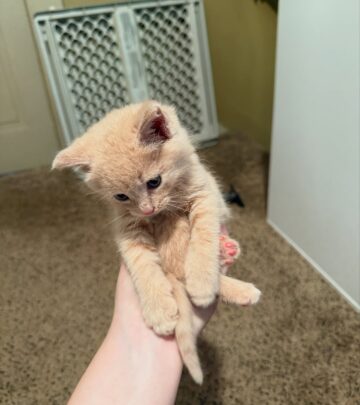 Lacie Evans posts a cute kitten moment that wins hearts, sparks pure joy among followers!!
