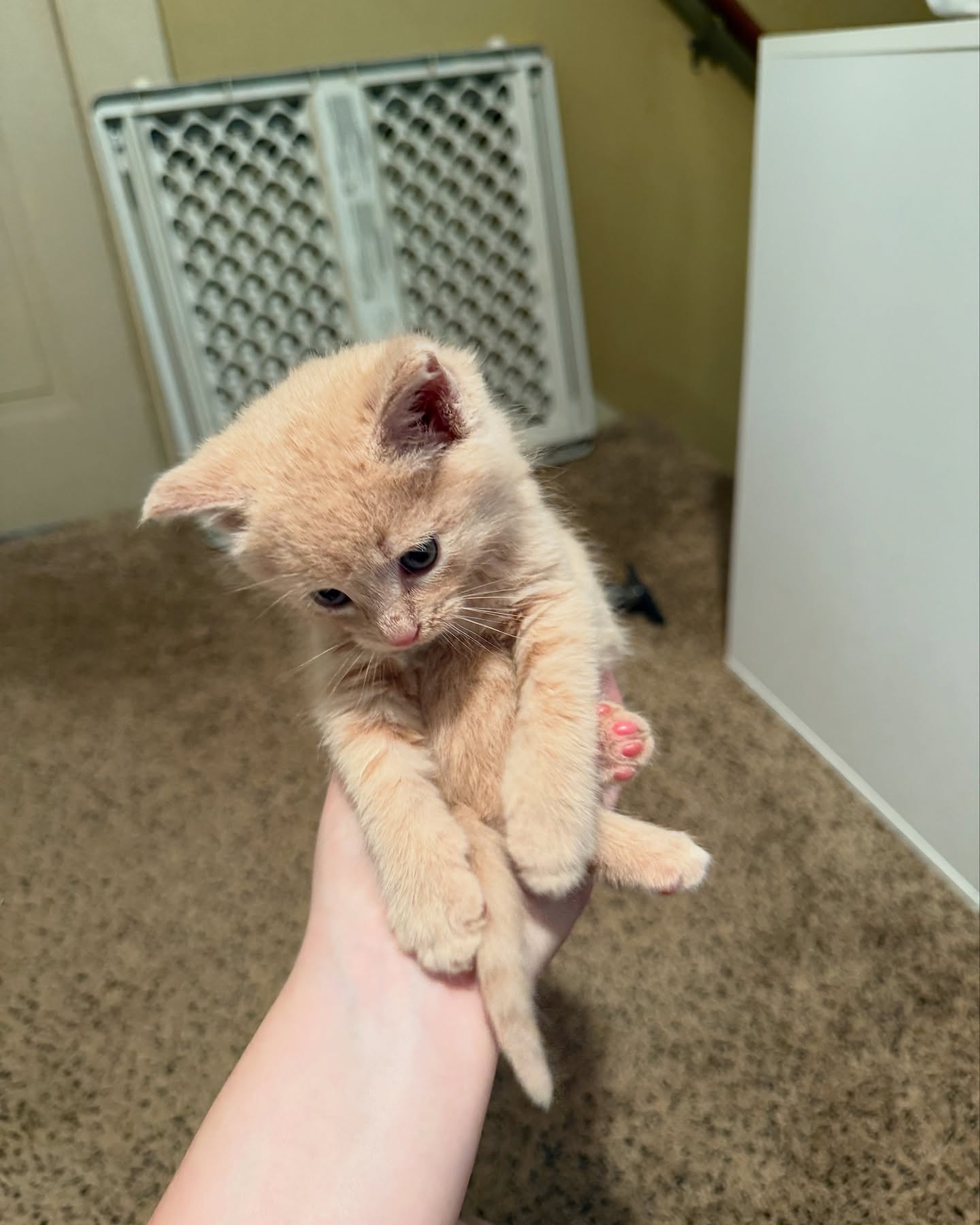 Lacie Evans posts a cute kitten moment that wins hearts, sparks pure joy among followers!!