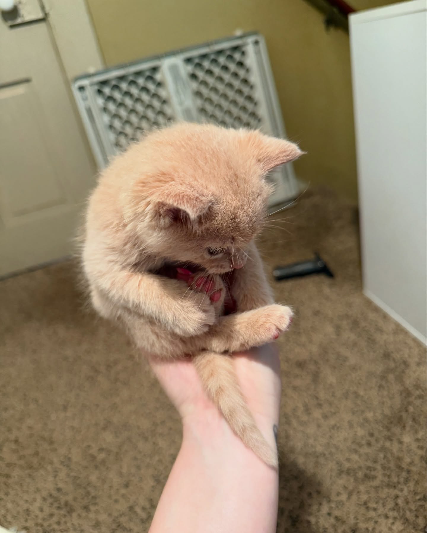 Lacie Evans Cherishes Heartwarming Kitten Moment