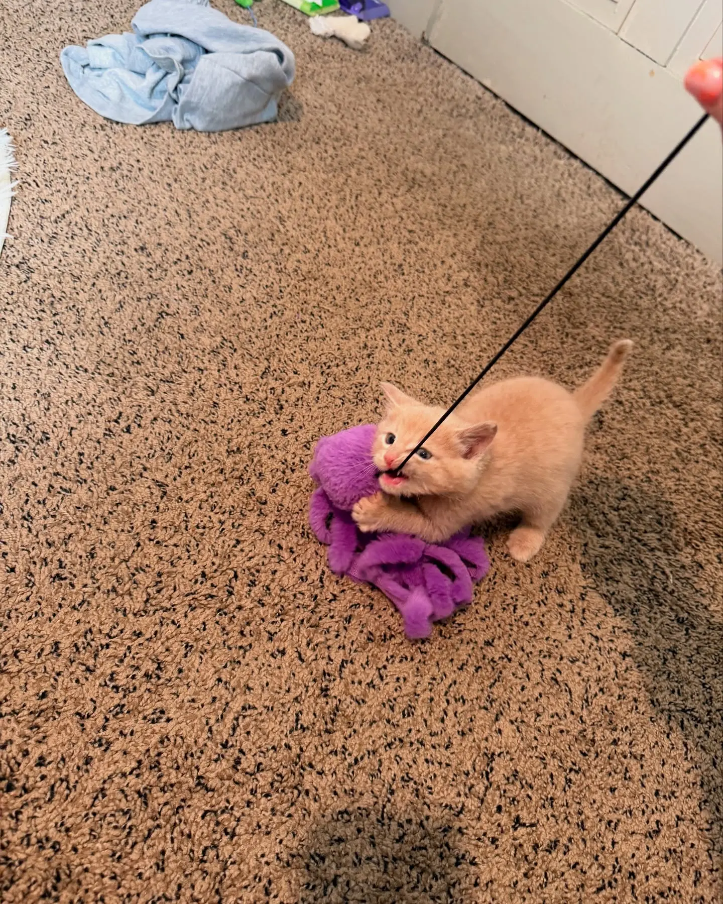 Lacie Marie Evans’ Feral Kittens Enjoy Playtime Capturing cute chaos, she shares how Dozer navigates life alongside feisty companion Doja.