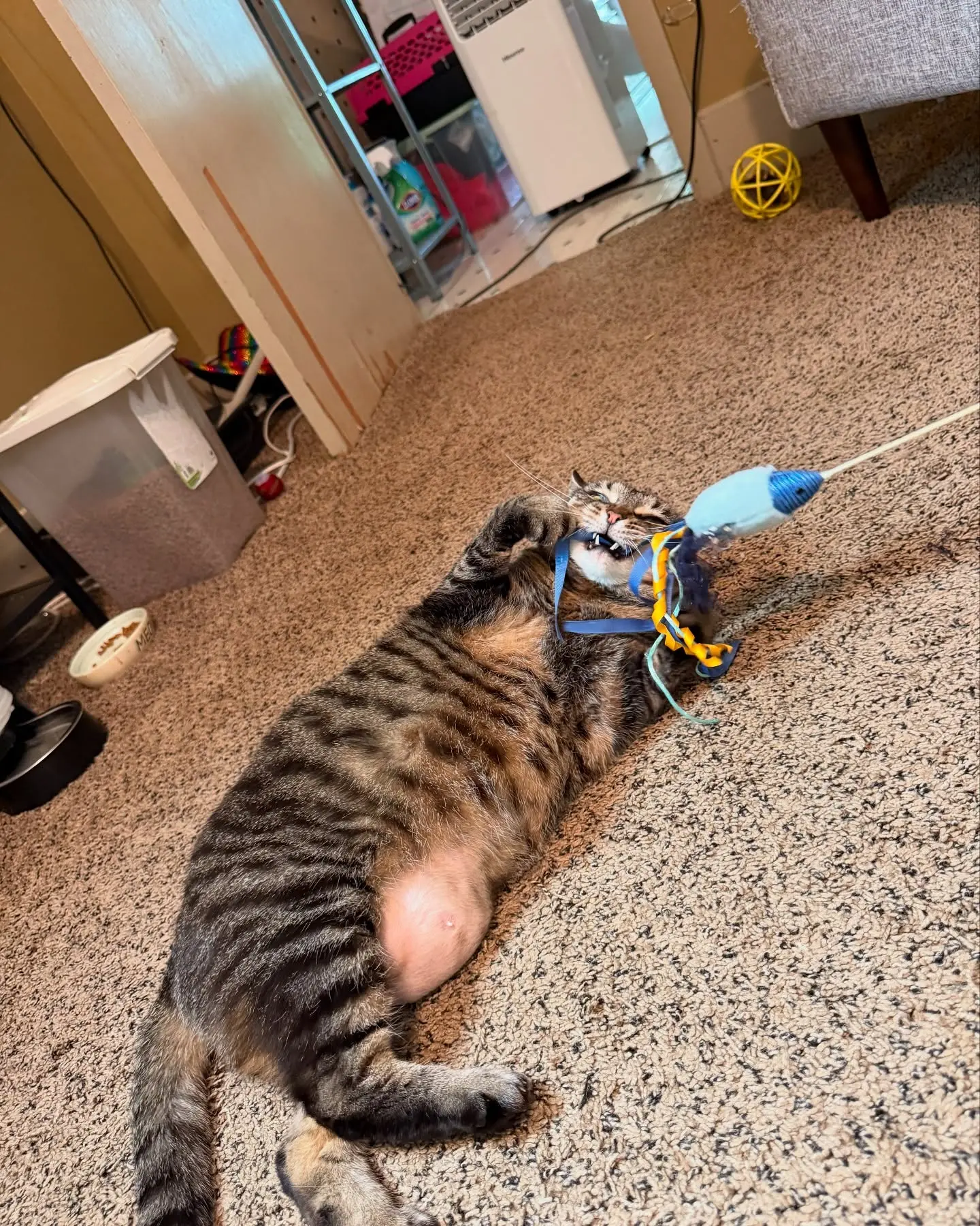 Lacie Marie Evans’ Feral Kittens Enjoy Playtime