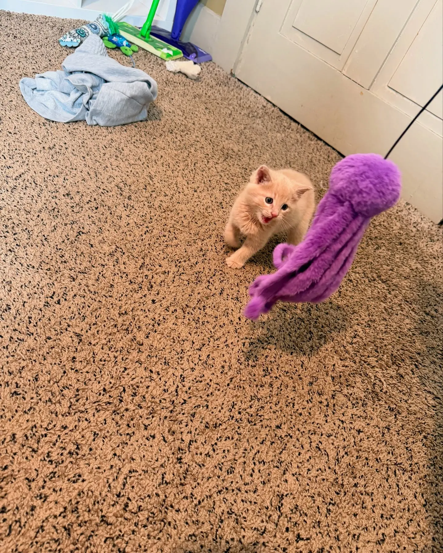 Lacie Marie Evans’ Feral Kittens Enjoy Playtime