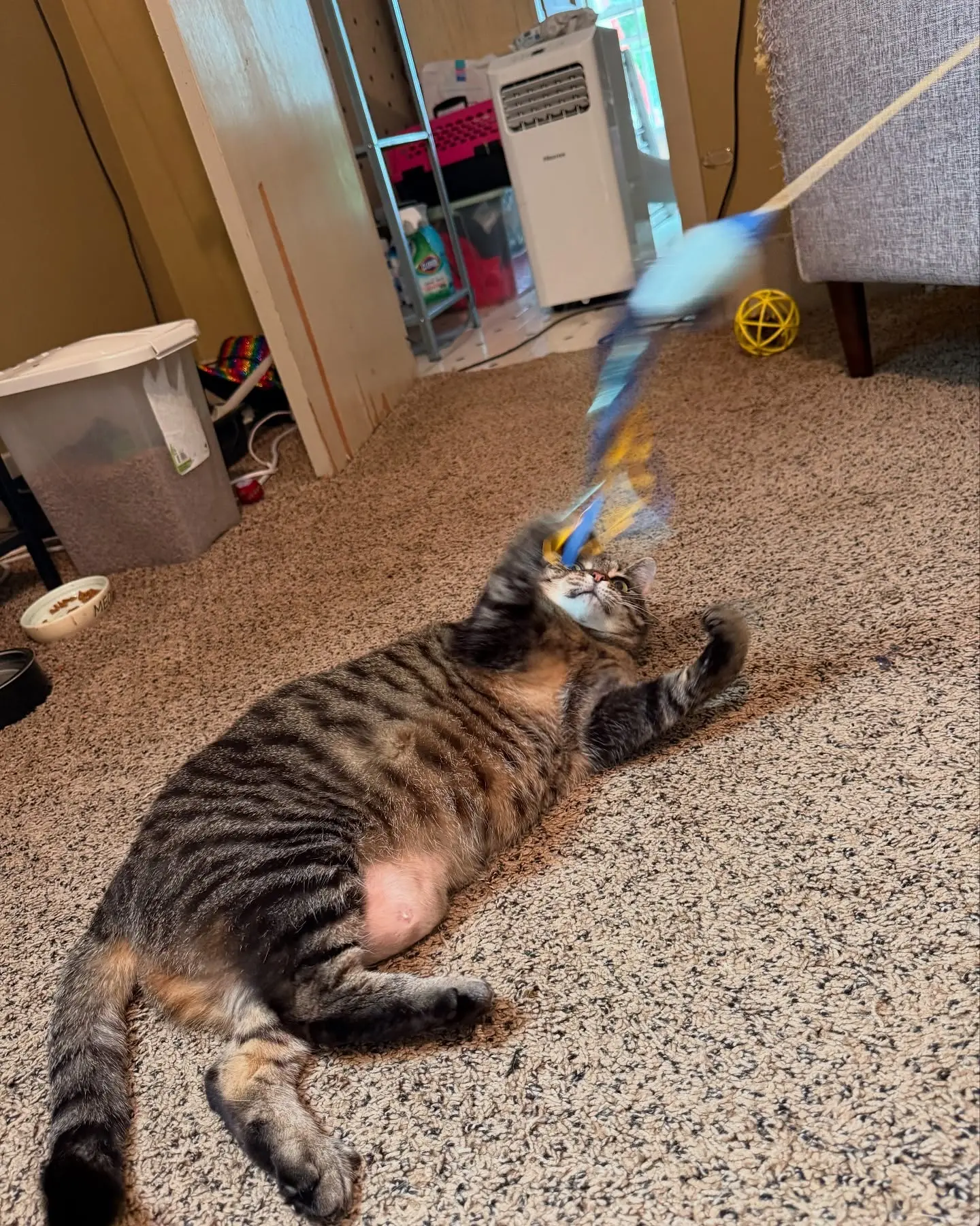 Lacie Marie Evans’ Feral Kittens Enjoy Playtime